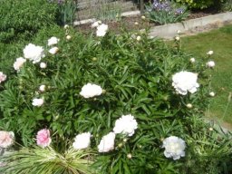 pivoine_20211127_1599340513